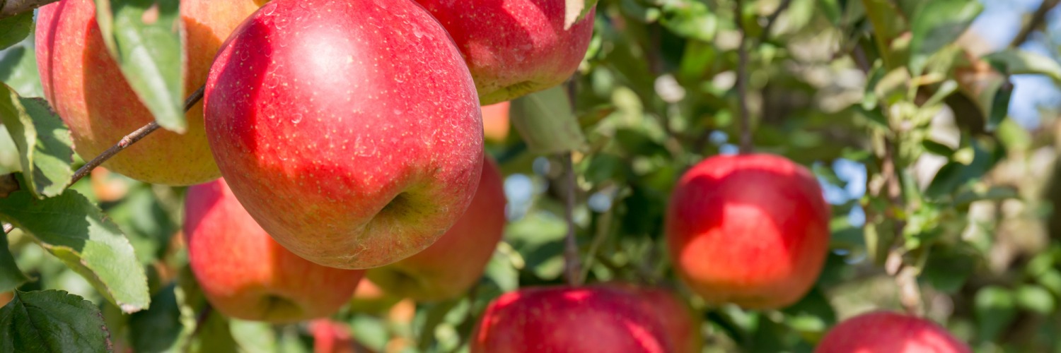 Tohoku’s delicious fruits and local sweets